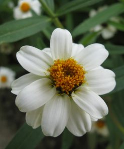 Mexican Zinnia White Seeds
