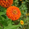 zinnia orange king