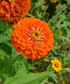 zinnia orange king