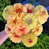 Zinnia Queen Lemon Peach