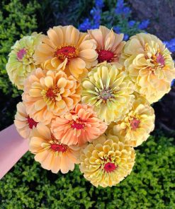 Zinnia Queen Lemon Peach