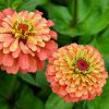 Zinnia Queen Lime Orange