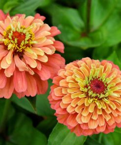 Zinnia Queen Lime Orange
