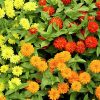 Zinnia Zahara Double Mix