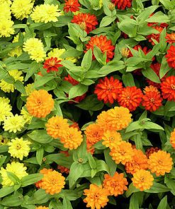 Zinnia Zahara Double Mix