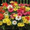 Zinnia Zahara Single Mix