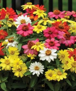 Zinnia Zahara Single Mix