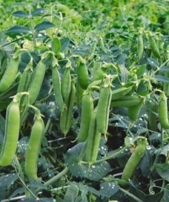 Alternative view of Garden Pea Vada