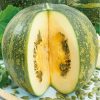 SQUASH-OLGA