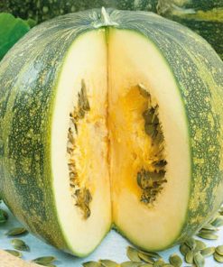 SQUASH-OLGA