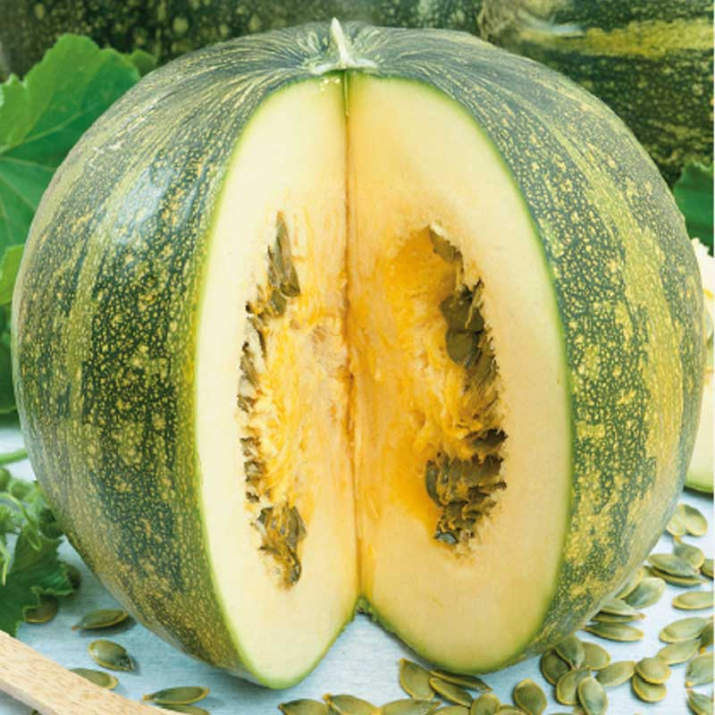 SQUASH OLGA