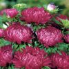 Aster Tower Dark Red