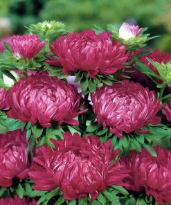 Aster Tower Dark Red