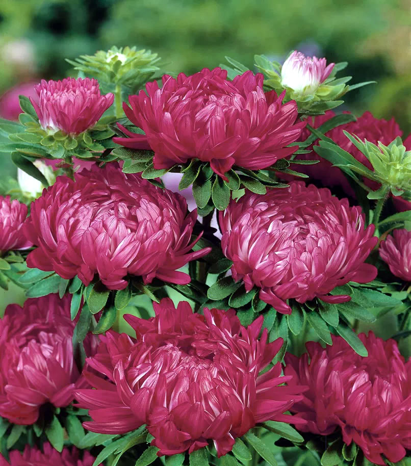 Aster Tower Dark Red