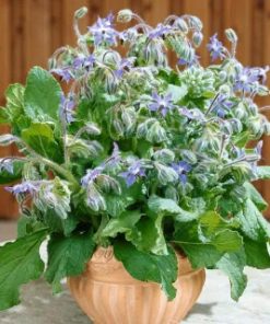 borage-seeds