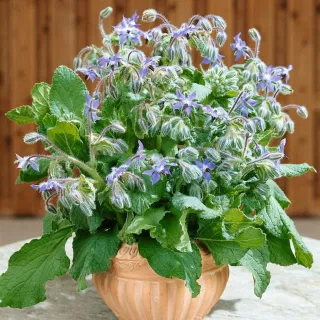 borage-seeds