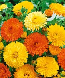 calendula-pacific-beauty