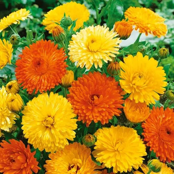 Marigold Pacific Beauty