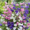 canterbury-bells-mixed