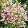 canterbury-bells-pink