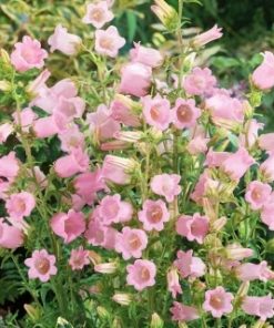 canterbury-bells-pink