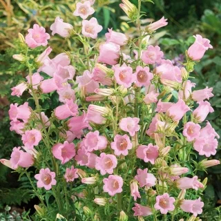 canterbury-bells-pink