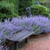 neppeta-catmint