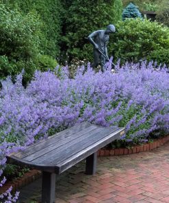 neppeta-catmint