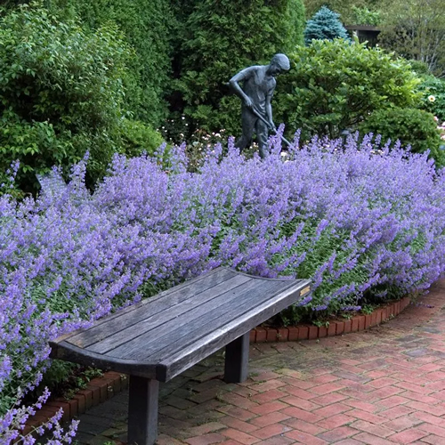 neppeta-catmint