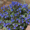 desert-bluebell