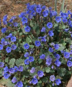 desert-bluebell