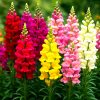 Snapdragon rainbow