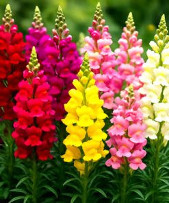 Snapdragon rainbow