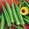 Okra Burgundy Abelmoschus