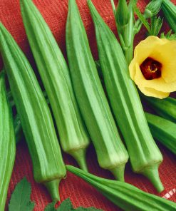 Okra Burgundy Abelmoschus