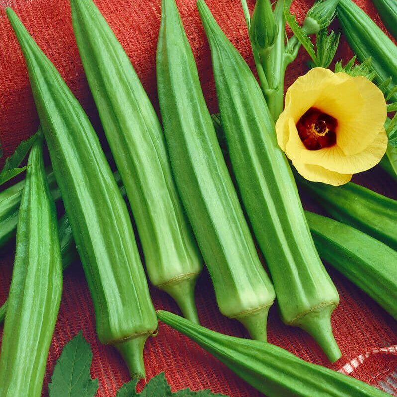 Okra Burgundy Abelmoschus