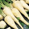 Root Parsley Konika Seeds 2g
