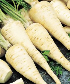 Root Parsley Konika Seeds 2g