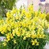 snapdragon-canary-bird