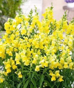 snapdragon-canary-bird