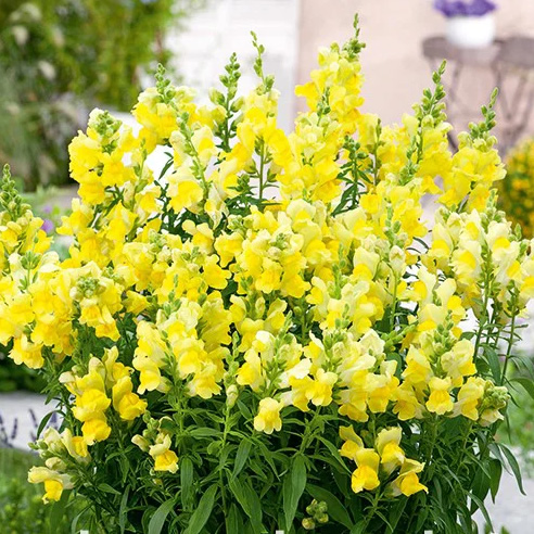 snapdragon-canary-bird