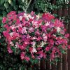 sweet-pea-little-sweetheart