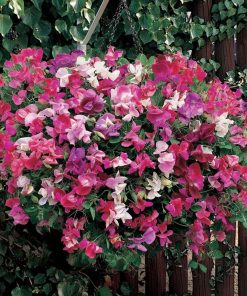 sweet-pea-little-sweetheart