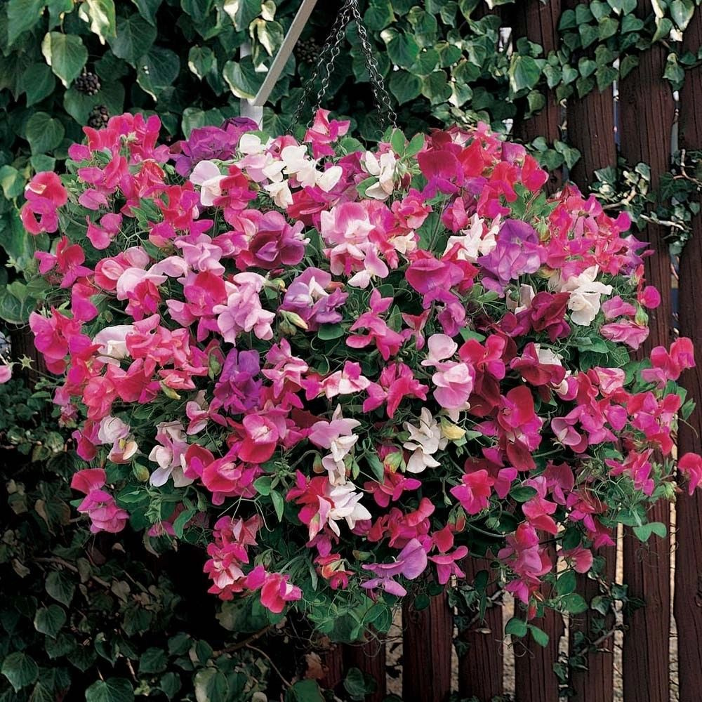 sweet-pea-little-sweetheart