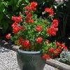 sweet pea villa roma red