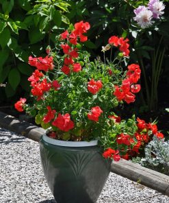 sweet pea villa roma red