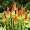 tritoma-red-hot-poker