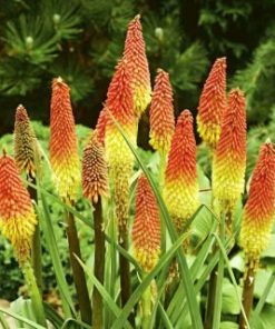 tritoma-red-hot-poker