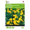 Chrysanthemum Daisy Yellow