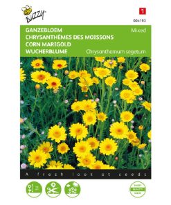 Chrysanthemum Daisy Yellow